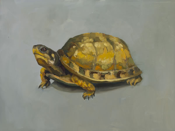 Edwina Lucas - Box Turtle,  oil on canvas, 9 x 12 inches