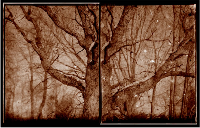 Koichiro Kurita -  ‘In to the sky’, Ashomomaque Preserver, Southold, NY, 2011, Albumen print on Japanese gampi paper from Talbotype paper negatives,  10 x 16 inches,  Edition 5, Edition 2