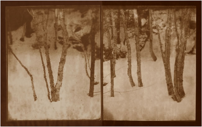 Koichiro Kurita -  ‘Winter Gathering’, Montville, ME, 2013, Albumen print  from Talbotype paper negatives,  10 x 16 inches, Edition 5, AP 2